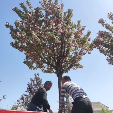 樱花