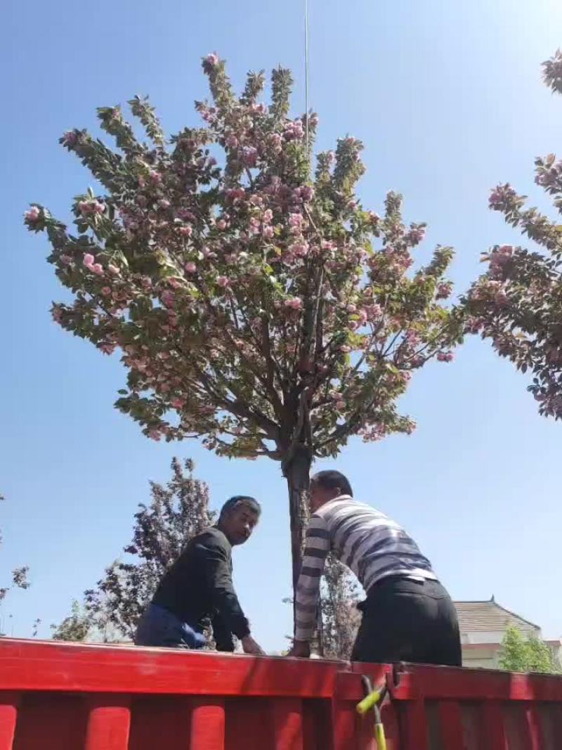 樱花