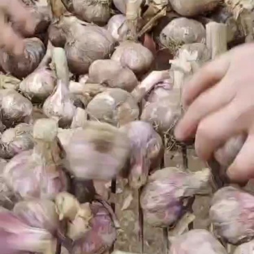 新鲜中牟大蒜