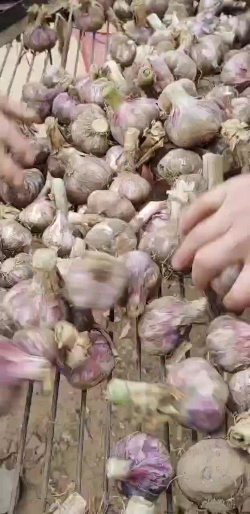 新鲜中牟大蒜