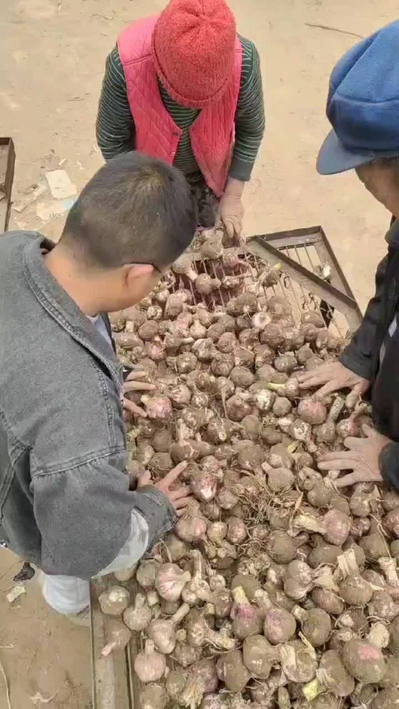 新鲜中牟大蒜