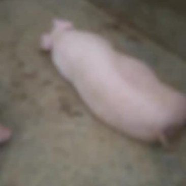 活猪