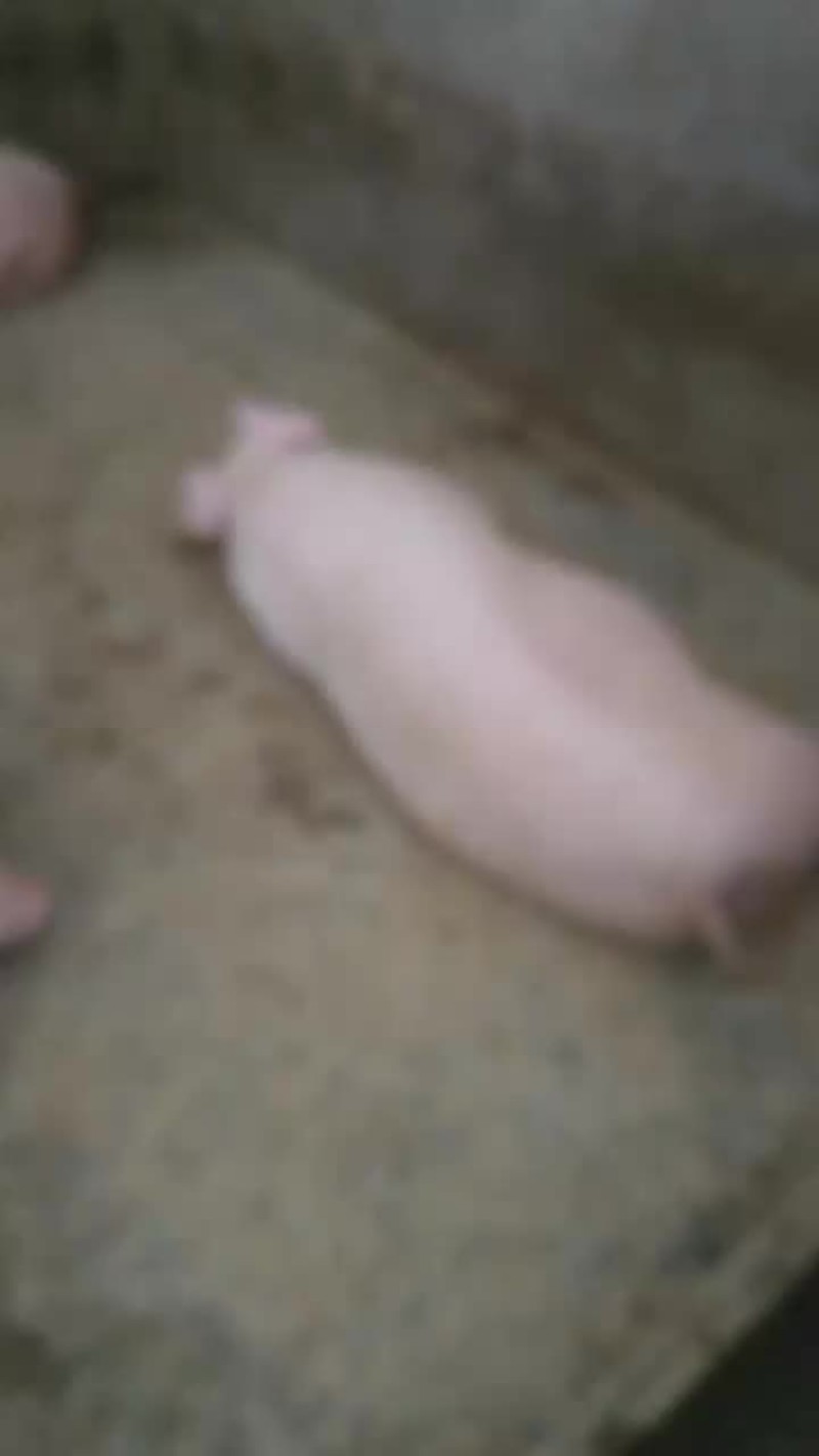 活猪