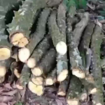 飞龙掌血