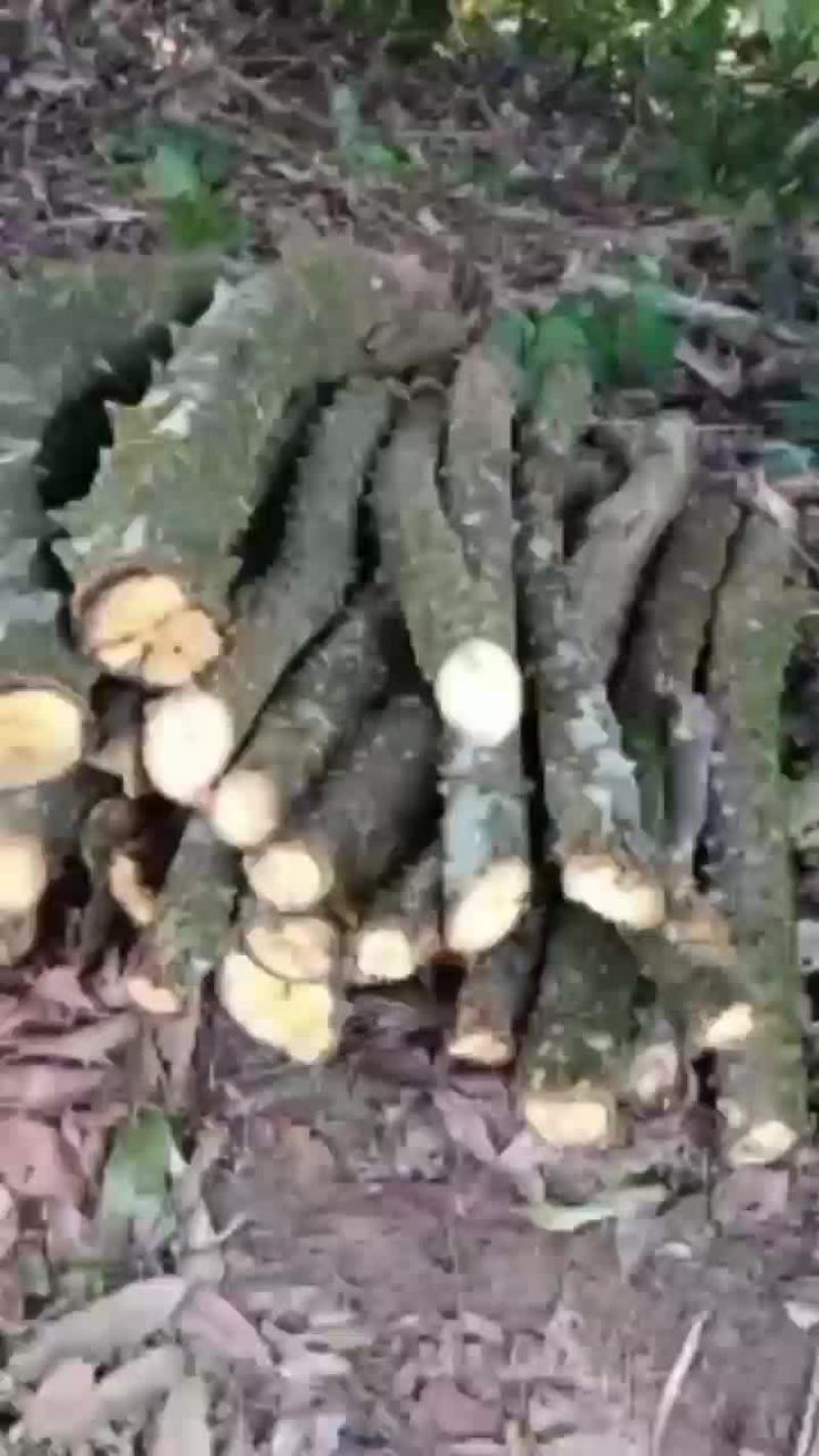 飞龙掌血