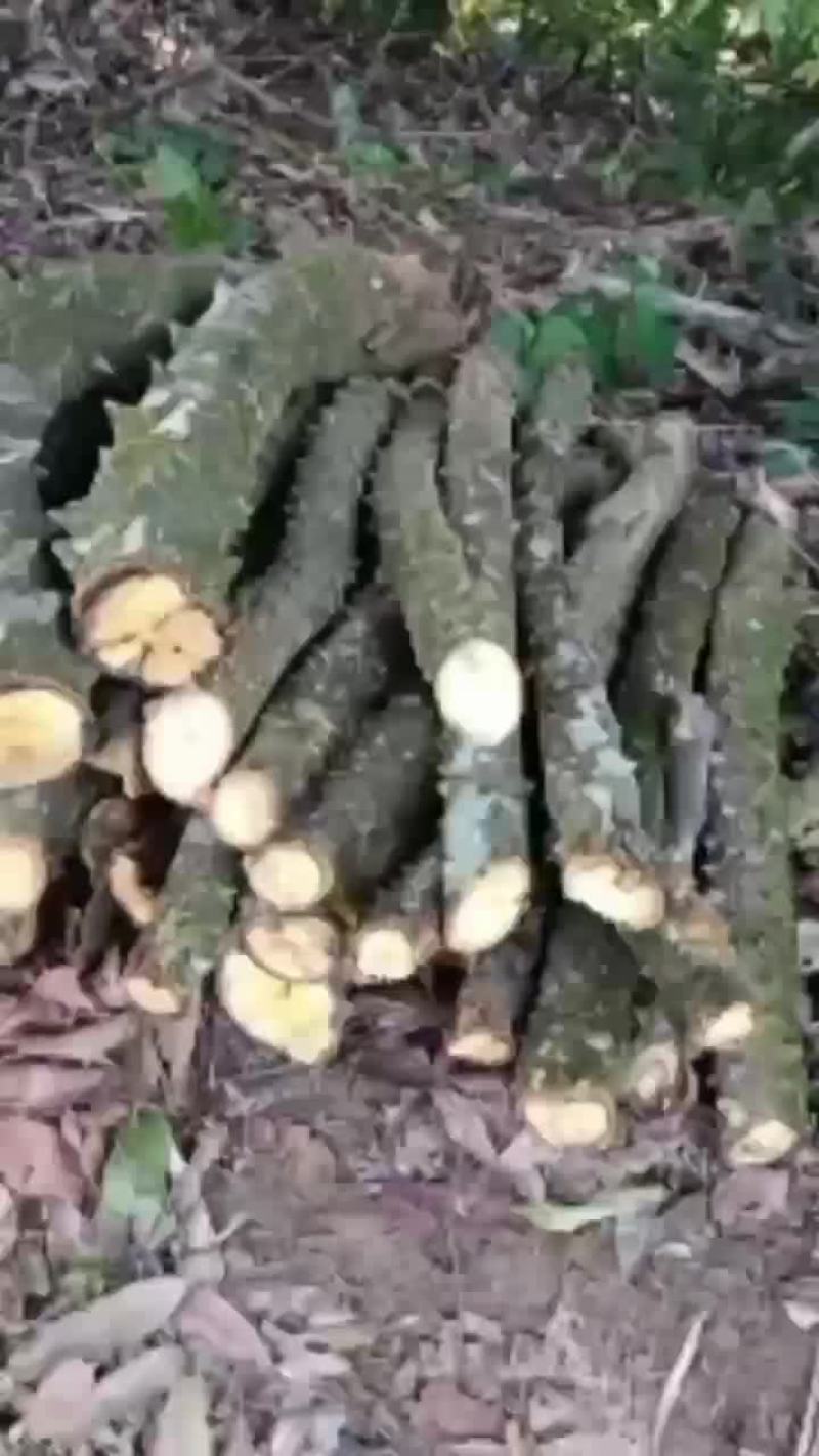 飞龙掌血