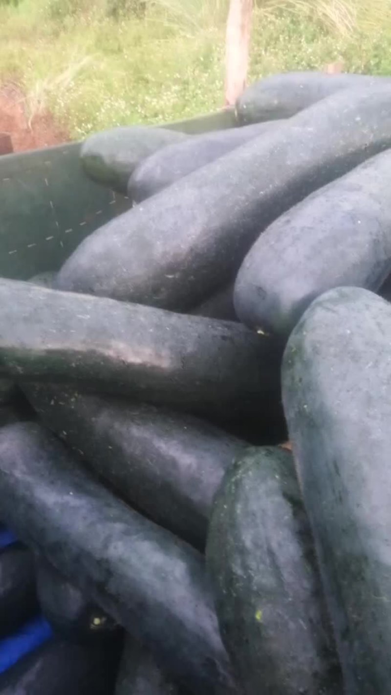 海南冬瓜