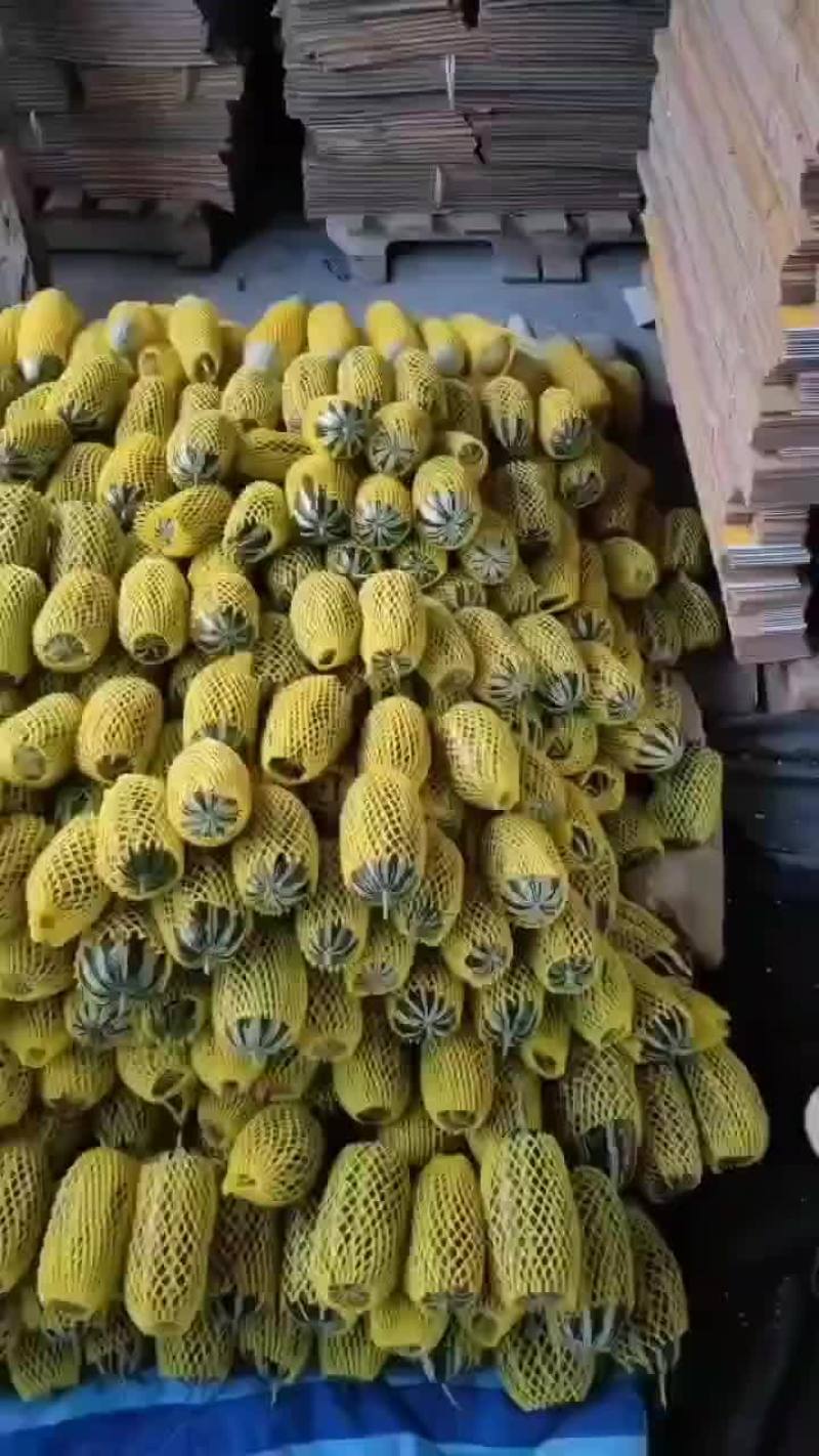 博洋九甜瓜大量上市
