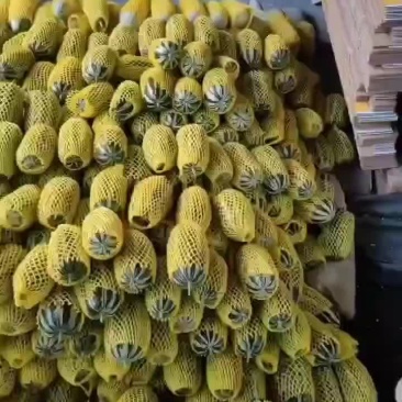 博洋九甜瓜大量上市