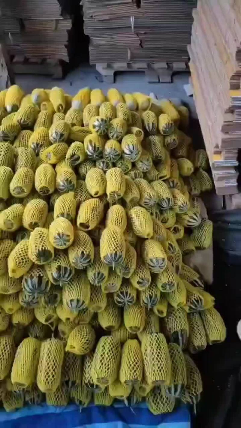 博洋九甜瓜大量上市