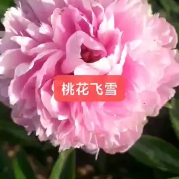 ～桃花飞雪～芍药鲜切花菏泽种植基地，自家花田现要现采