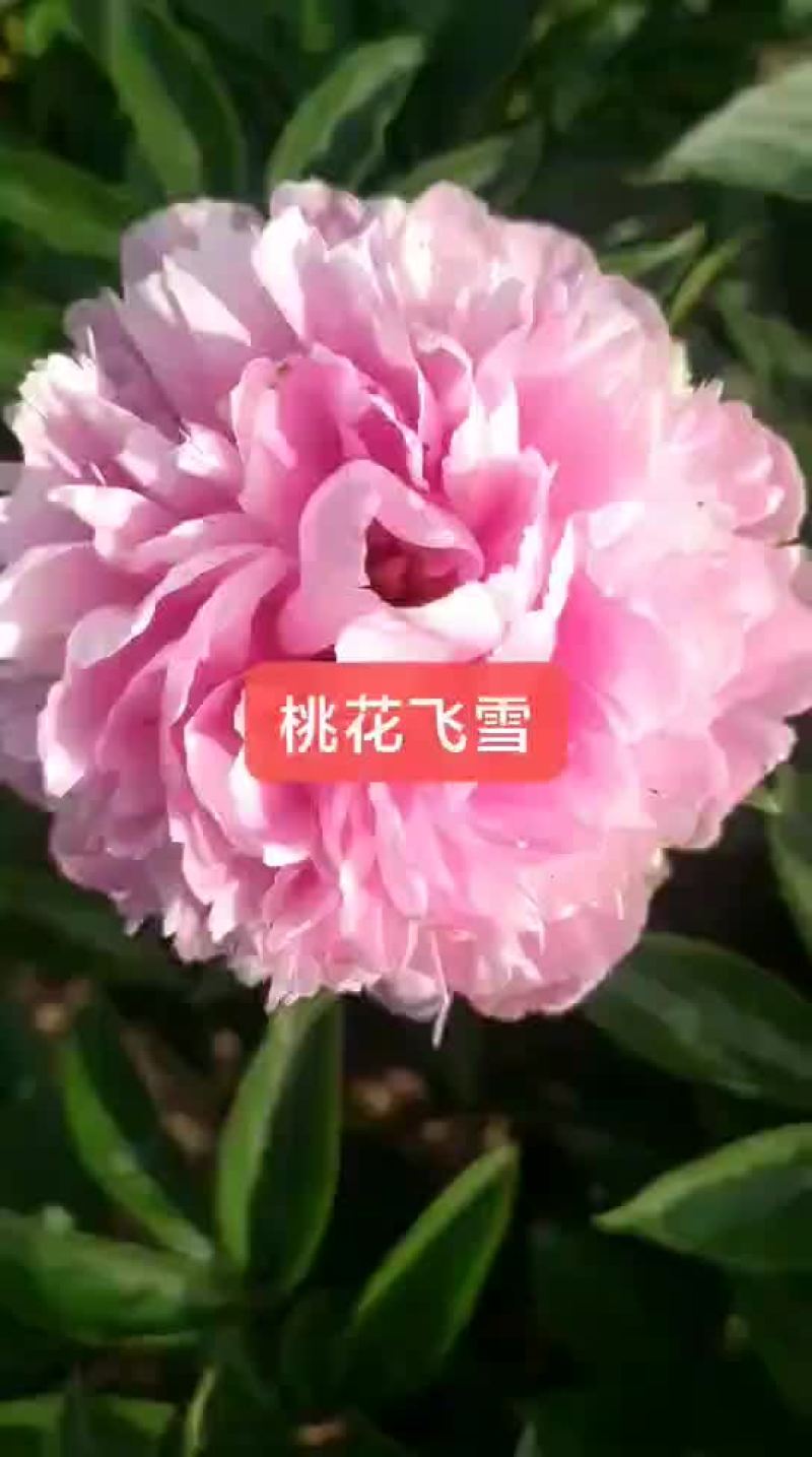 ～桃花飞雪～芍药鲜切花菏泽种植基地，自家花田现要现采