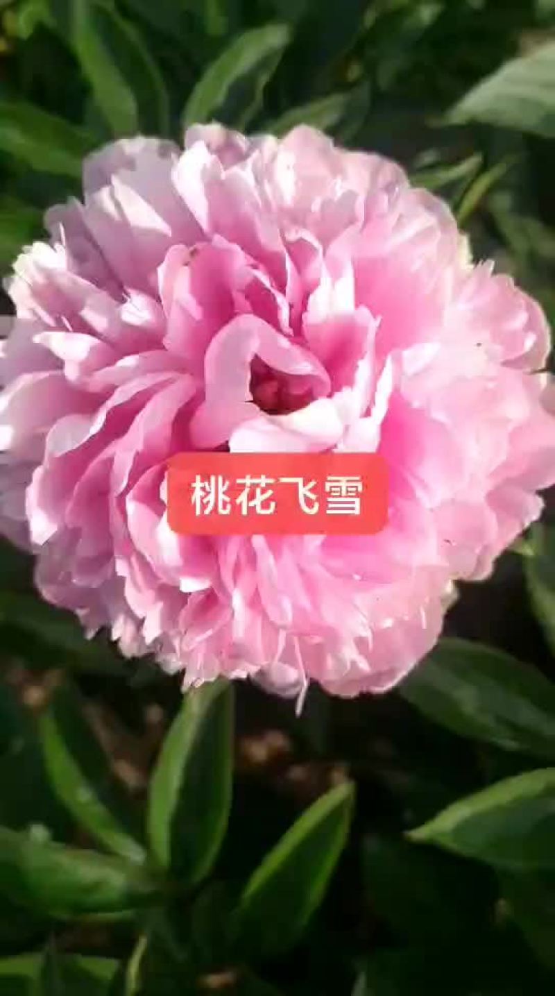 ～桃花飞雪～芍药鲜切花菏泽种植基地，自家花田现要现采