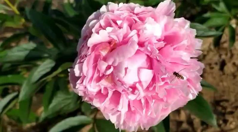 ～桃花飞雪～芍药鲜切花菏泽种植基地，自家花田现要现采