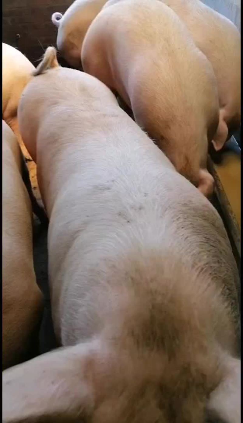 每天代收活猪:土黑、二杂