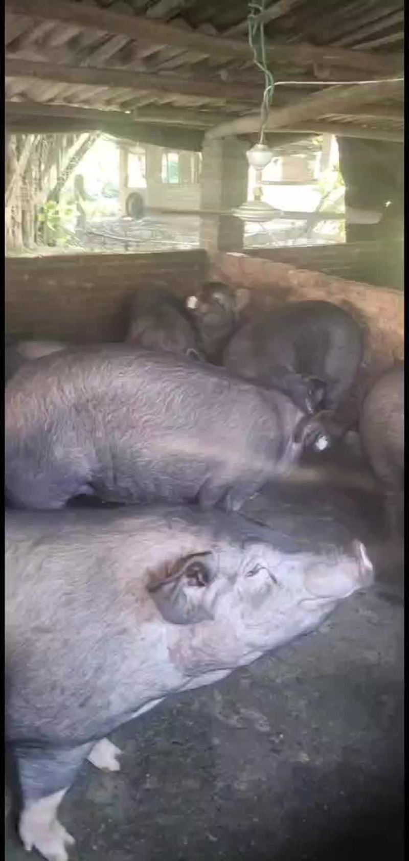 每天代收活猪:土黑、二杂