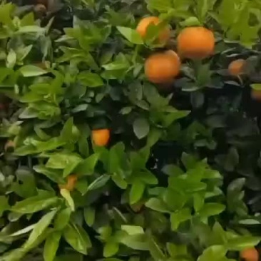 默科特