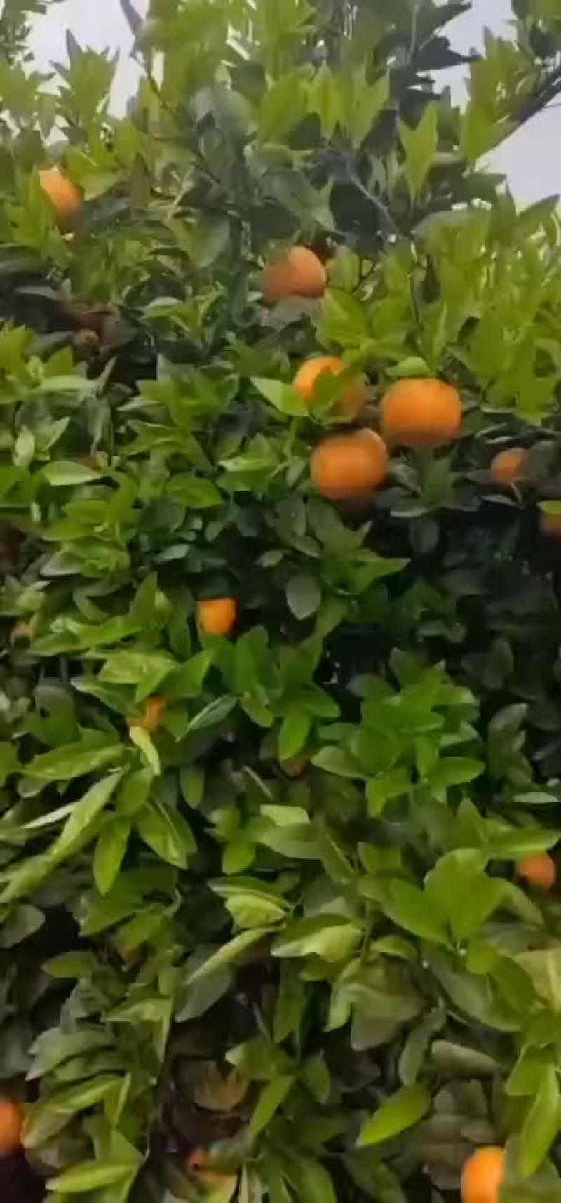 默科特
