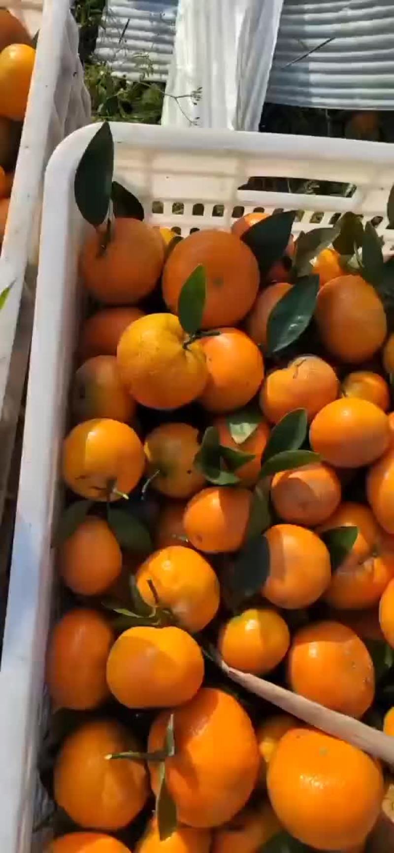 默科特