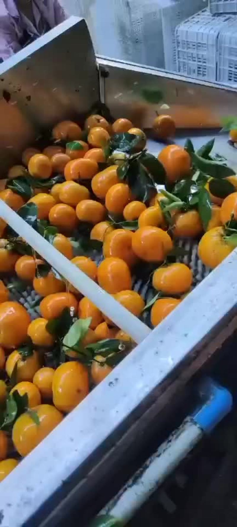 默科特
