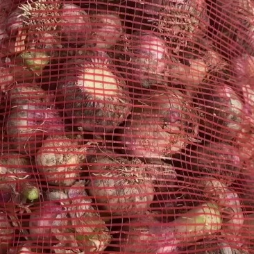 大蒜，上货量大