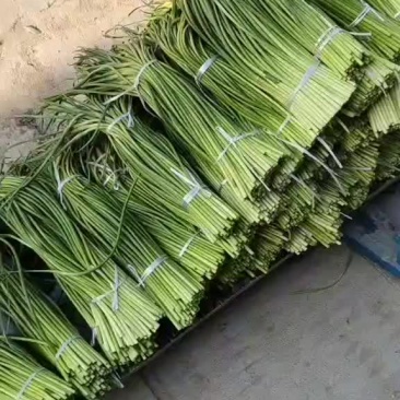 山东蒜苔，红帽蒜苔，大量有货，要货的老板前来一亩田联系