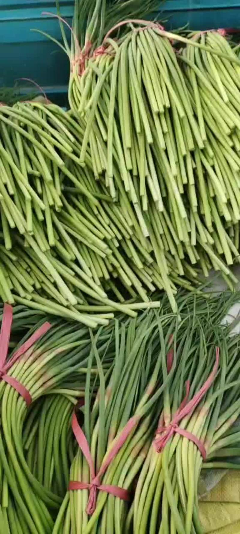 山东蒜苔，红帽蒜苔，大量有货，要货的老板前来一亩田联系