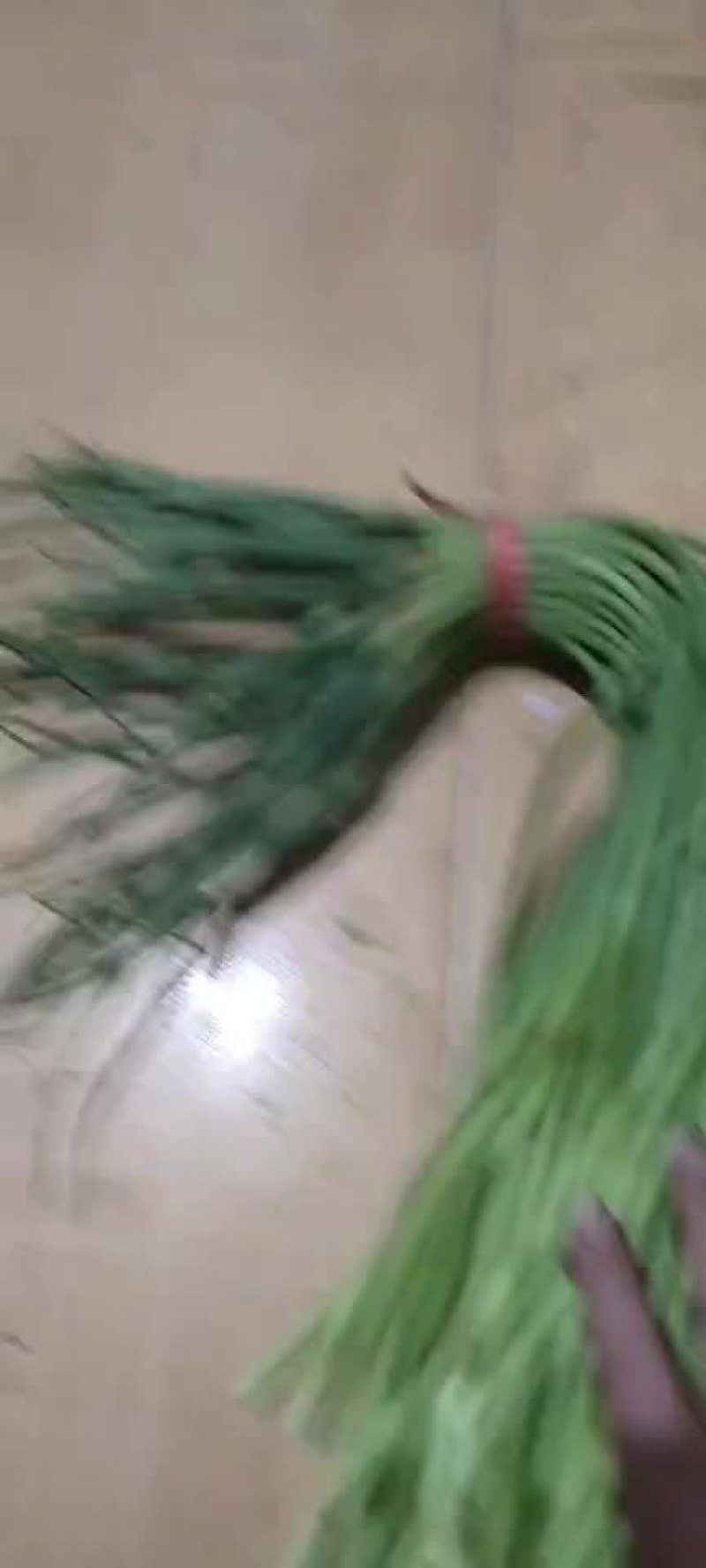 山东蒜苔，红帽蒜苔，大量有货，要货的老板前来一亩田联系