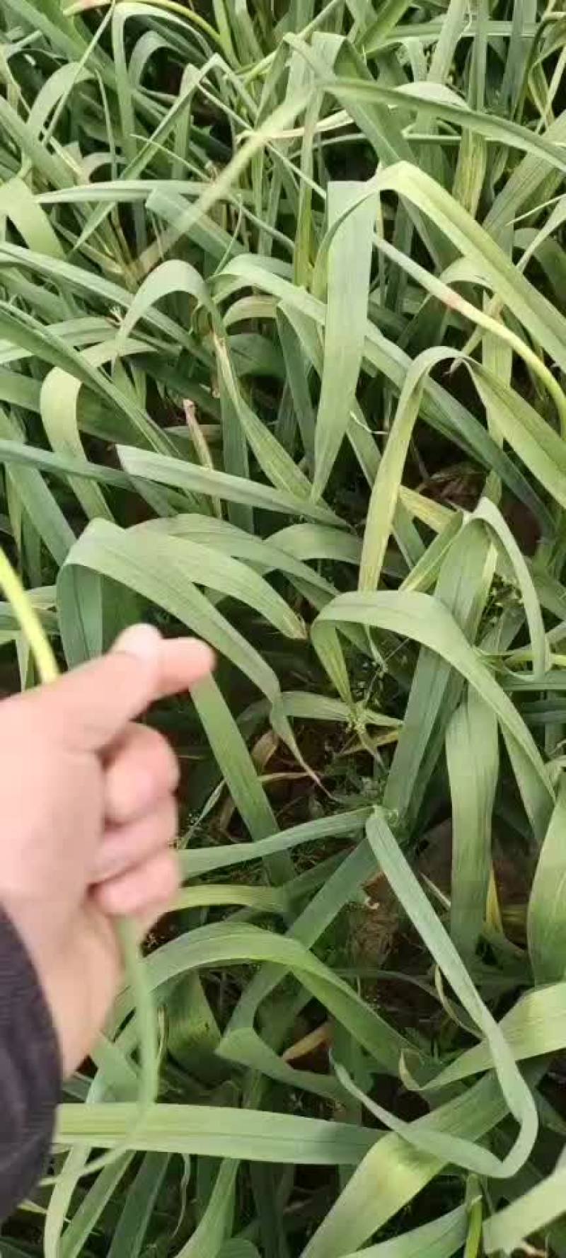 山东蒜苔，红帽蒜苔，大量有货，要货的老板前来一亩田联系