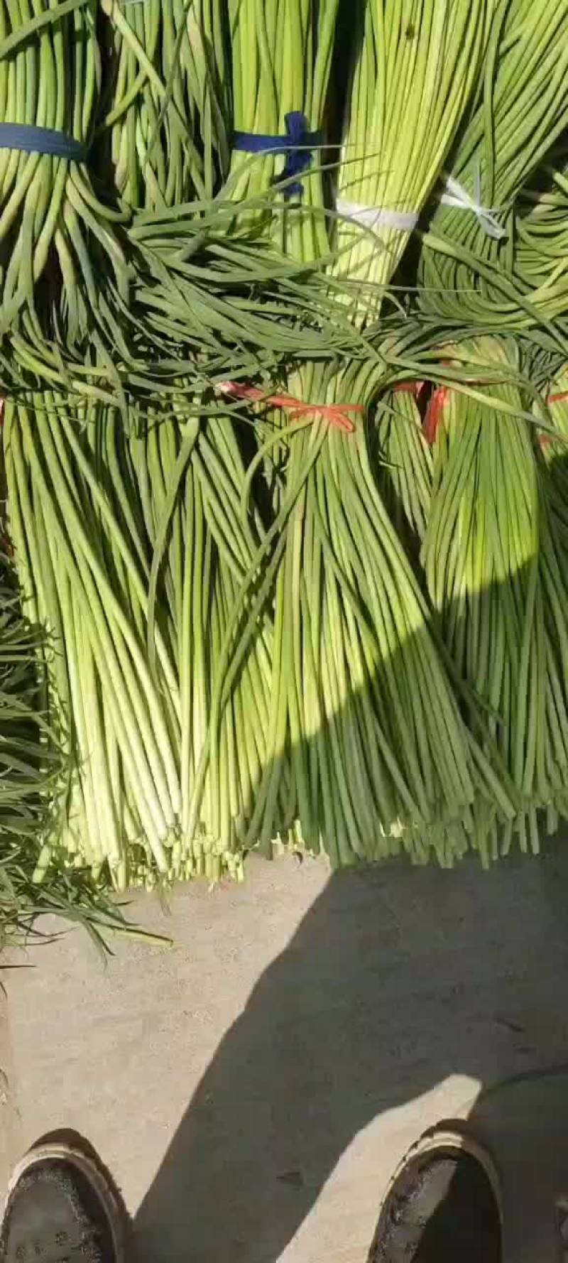 山东蒜苔，红帽蒜苔，大量有货，要货的老板前来一亩田联系