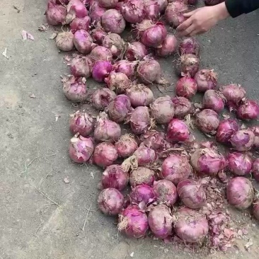 精品好洋葱