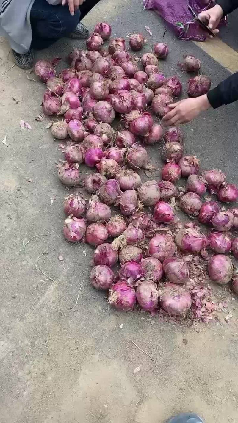 精品好洋葱