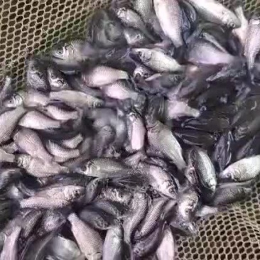 优良品种鲫鱼苗