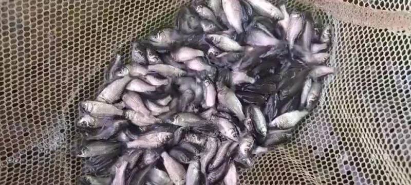 优良品种鲫鱼苗