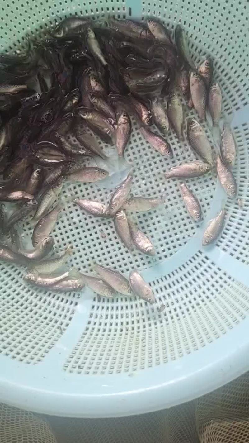 优良品种鲫鱼苗