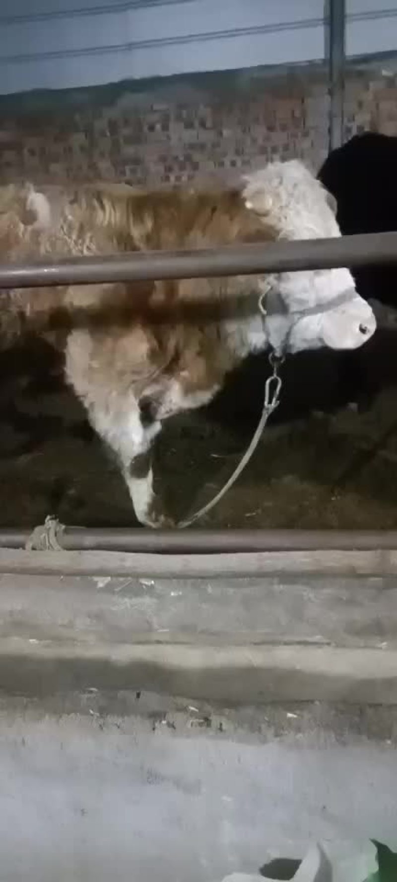 牛仔