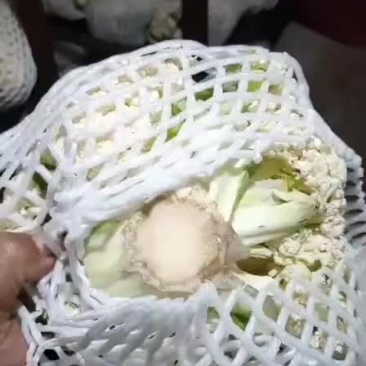 脱水厂养殖场，大量油菜花疫情过后量大便宜，老板联系