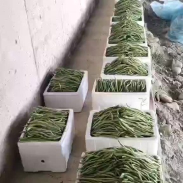 架豆