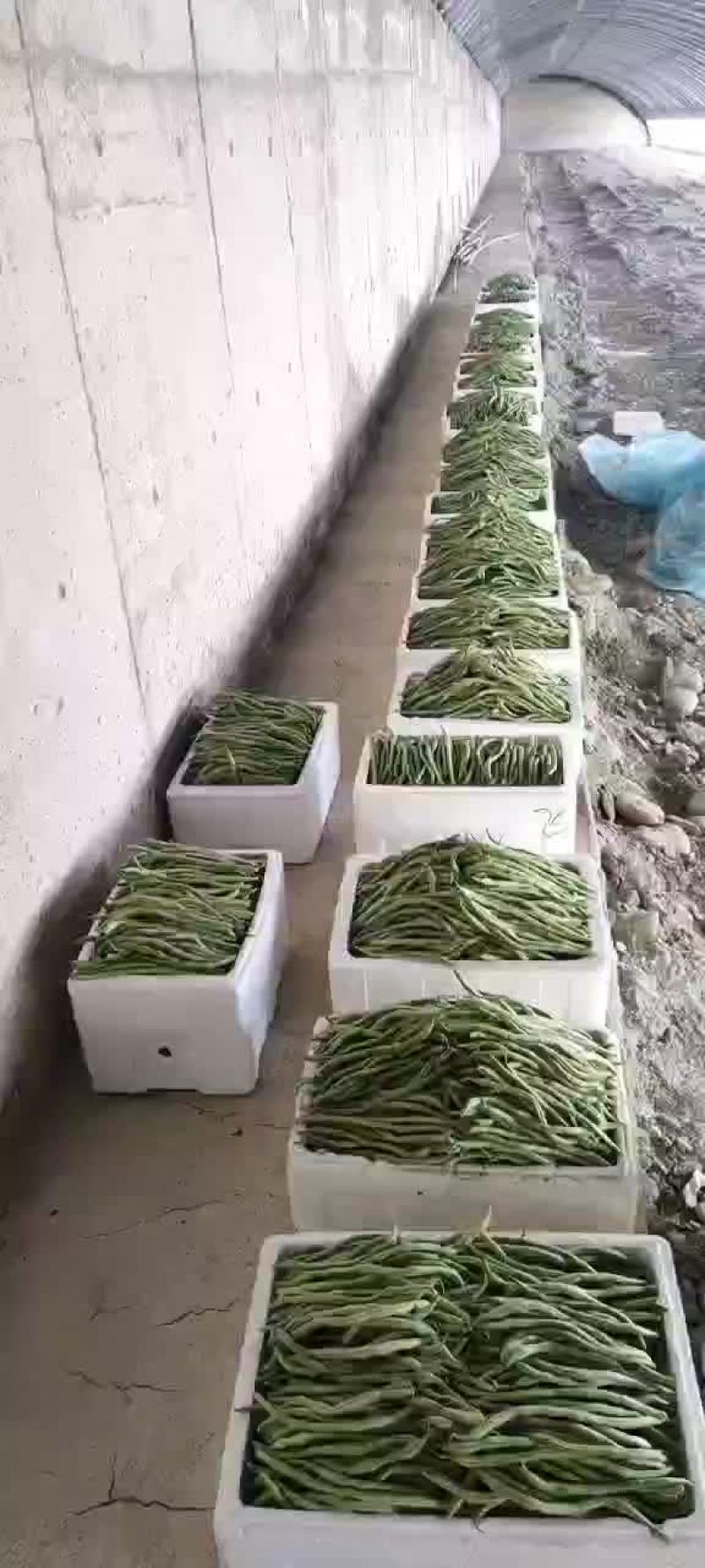 架豆