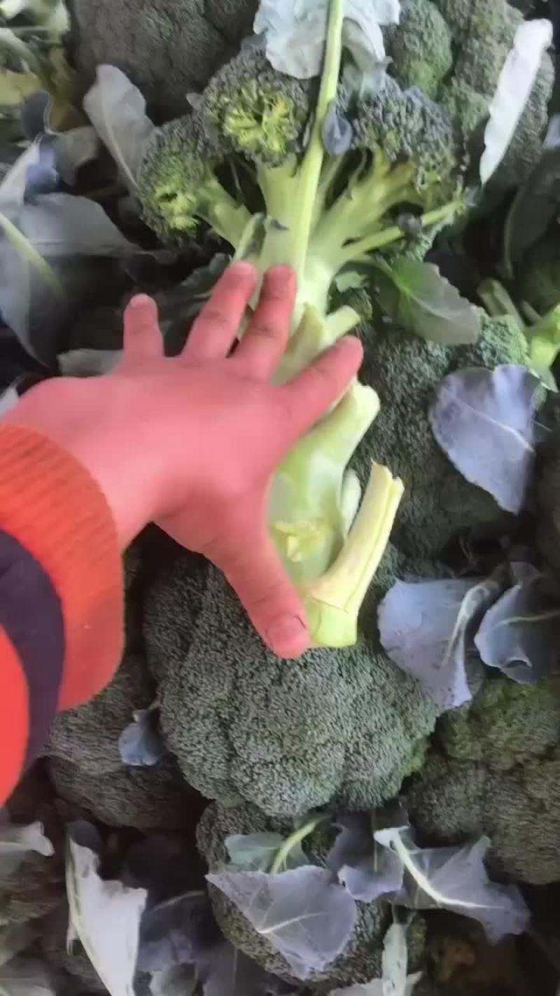 精品陕西西兰花上市，质量稳定，价格不高