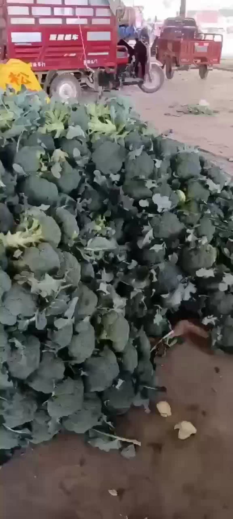 精品陕西西兰花上市，质量稳定，价格不高