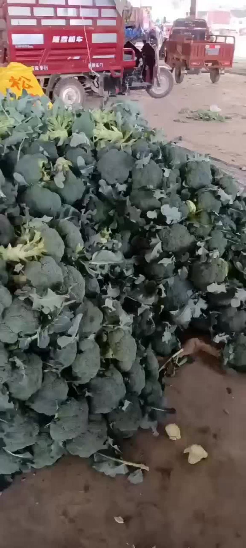 精品陕西西兰花上市，质量稳定，价格不高