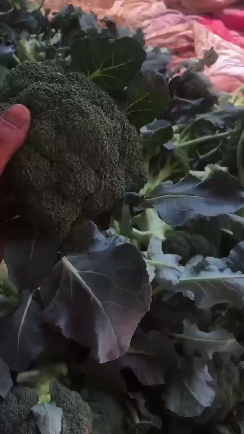 精品陕西西兰花上市，质量稳定，价格不高