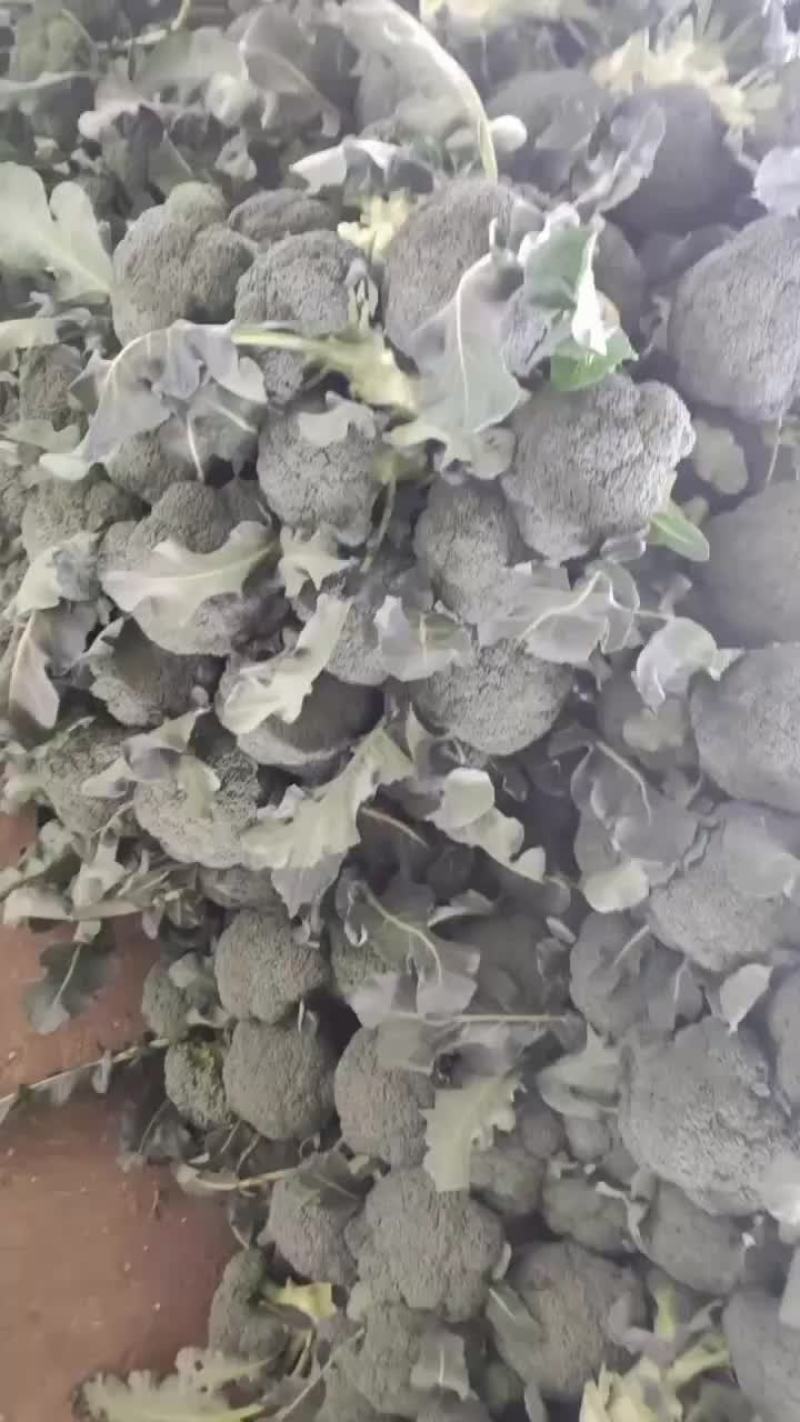 精品陕西西兰花上市，质量稳定，价格不高