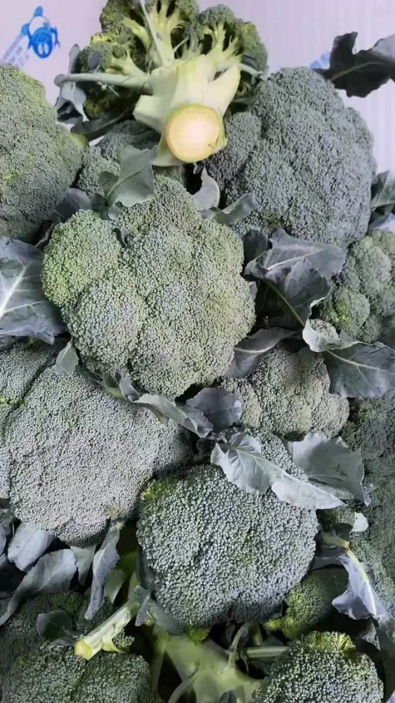 精品陕西西兰花上市，质量稳定，价格不高