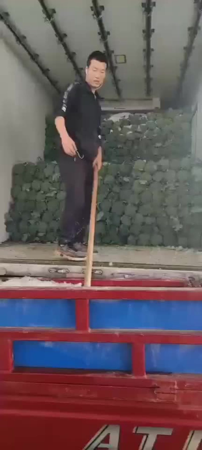 精品陕西西兰花上市，质量稳定，价格不高