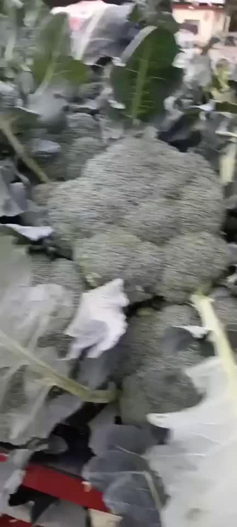 精品陕西西兰花上市，质量稳定，价格不高