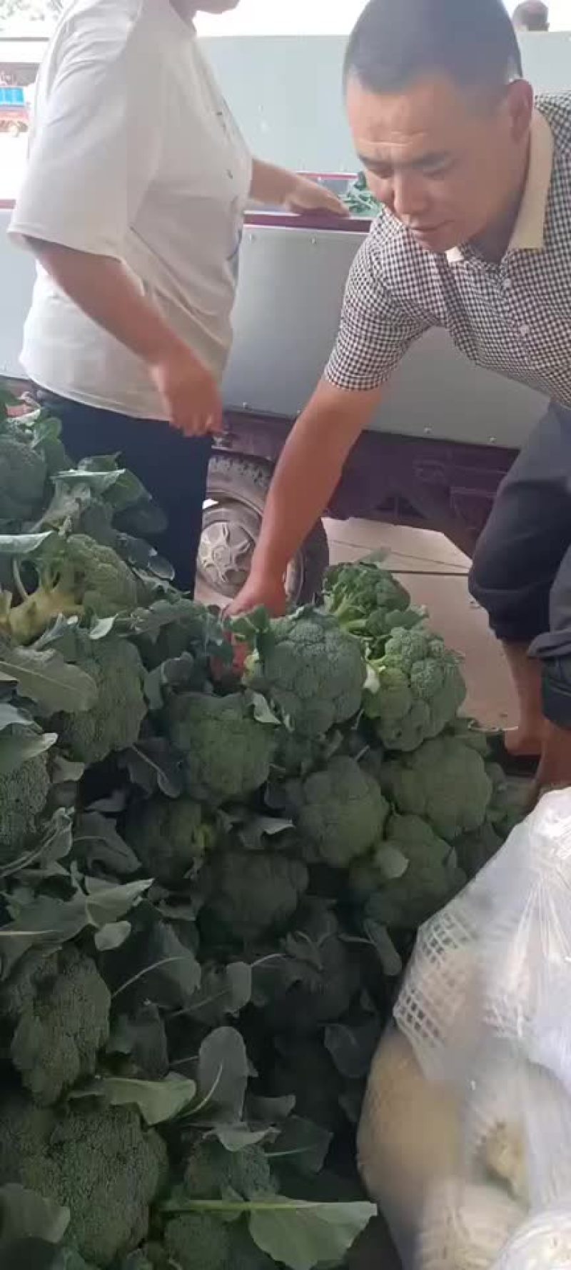 精品陕西西兰花上市，质量稳定，价格不高