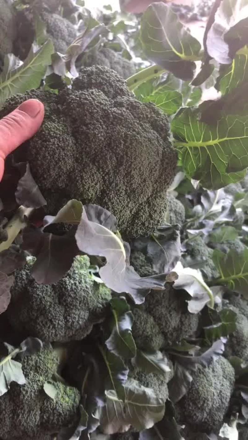 精品陕西西兰花上市，质量稳定，价格不高