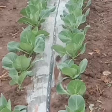 甘蓝